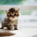 kittens_1_13121748-1024x684