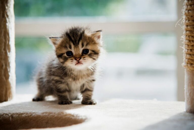 kittens_1_13121748-1024x684