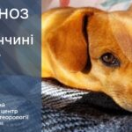 Погода у Вінниці 14 лютого. Прогноз погоди по Вінницькій області