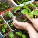 Місячний посівний календар на лютий 2024 року: коли і що сіяти, щоб отримати великий урожай