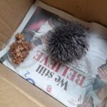 Жінка сплутала помпон від шапки з їжаченям і відвезла його до ветклініки: подробиці курйозної історії