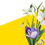 У Вінниці стартувала програма “Першоцвіт” для запобігання торгівлі червонокнижними квітами