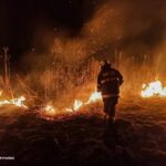 Тварини, які стали символами у світових війнах: неймовірні історії про чотирилапих військових