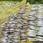 На Вінниччині браконьєр виловив риби майже на 800 тис грн
