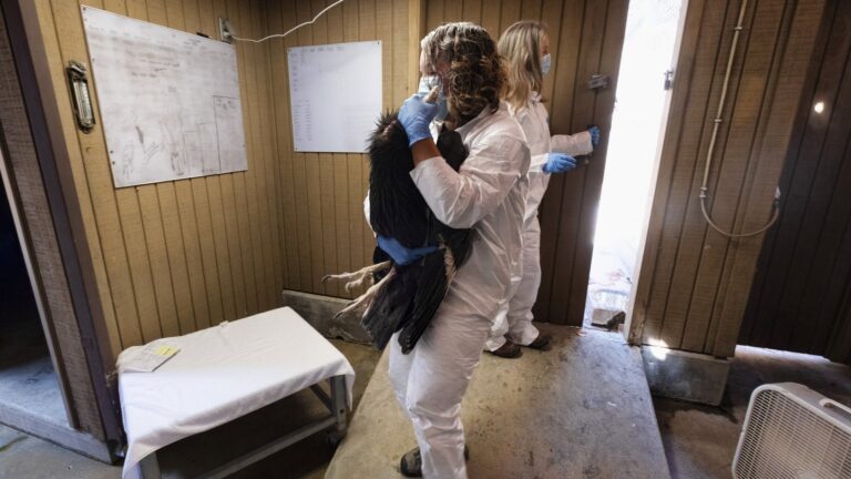 California Condors Vaccination