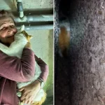 У Вінниці врятували кота, який застряг між бетонними плитами