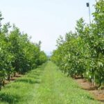 Біля Вінниці висаджують горіховий сад