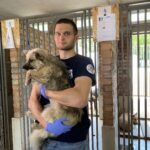 Де у Вінниці безкоштовно стерилізують безпритульних тварин?
