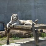 Вінницький зоопарк поділився милими світлинами своїх мешканців – фоторепортаж для піднесення настрою