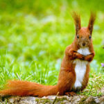 squirrel-800x450