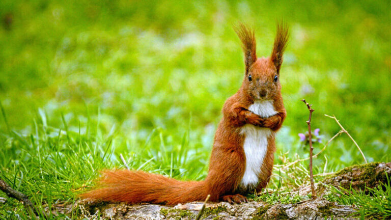 squirrel-800x450