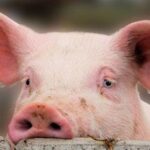 На Вінниччині виявили африканську чуму свиней