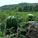 На Вінниччині вже збирають врожай баштанних (фото)