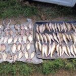 Браконьєр наловив риби на майже 273 тисячі гривень на Вінниччині