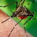 Україною шириться лихоманка Західного Нілу, є перші жертви: симптоми та лікування