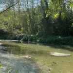 У річці на Вінниччині через нагрів води загинула риба (фото)