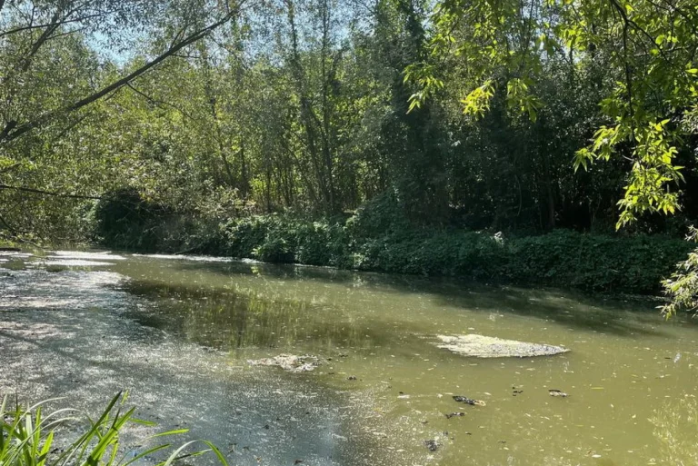 У річці на Вінниччині через нагрів води загинула риба (фото)