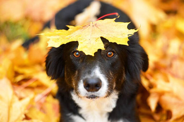 Black border collie dog and maple leaf, autumn