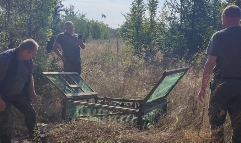 У ліси Вінниччини випустили понад двісті фазанів: причина