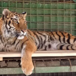 1-chervnya-podilskiy-zoopark-u-v