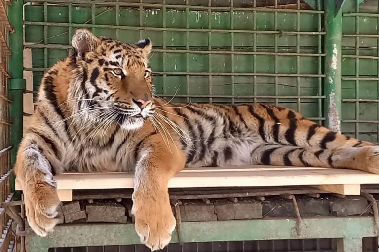 1-chervnya-podilskiy-zoopark-u-v