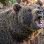 У Карпатах ведмедиця загризла ухилянта (фото)