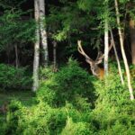 В українських Карпатах за 20 років вирубали майже 10% усього лісового покрову