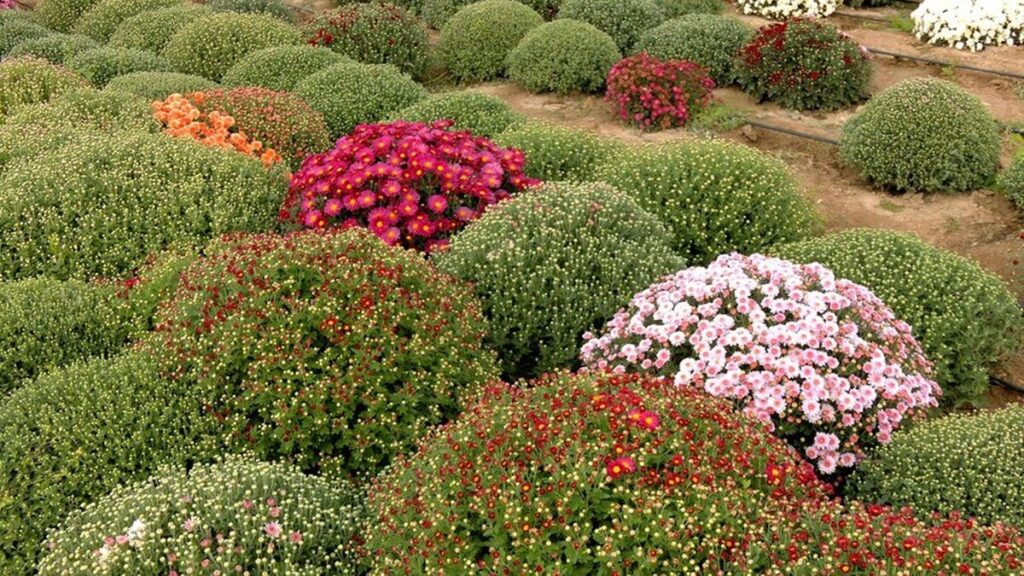 Вінничанка на 10 сотках городу вирощує понад 5 тисяч кущів квітів (фото та відео)