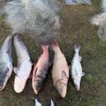 На Ладижинському водосховищі чоловік незаконно виловив двох сомів, сазана та товстолоба