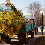 Озеленення міста: на вулицях Вінниці висаджують різноманітні дерева