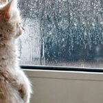 76651bb-rain-cat