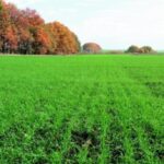 Аграрії Вінниччини посіяли 72% озимих зернових: результати та прогнози врожаю