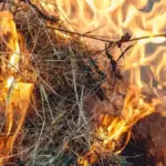 В селі на Вінниччині сталася маштабна пожежа: подробиці