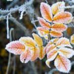 На Вінниччині синоптики прогнозують заморозки