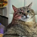 Операція “ГУР-КІТ”: розвідники евакуювали з острова Зміїний 15 котів
