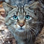 У Києві жінка викинула кота з 8 поверху: яке покарання призначив суд
