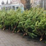 Де будуть ялинкові базари у Вінниці: перелік адрес