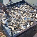 На Вінниччині в Дмитренківське водосховище випустять понад 2 тонни риби