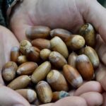 На Вінниччині тоннами заготовляють дубові жолуді