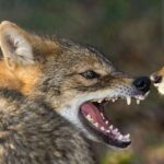 На Вінниччині два місяці полюватимуть на хижаків