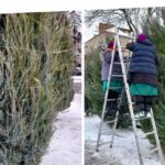 Вінницязеленбуд продовжує утеплювати вічнозелені дерева