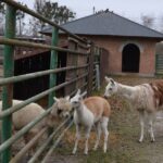 У Подільському зоопарку розповіли про незвичайну дружбу між альпакою та ламою (фото)