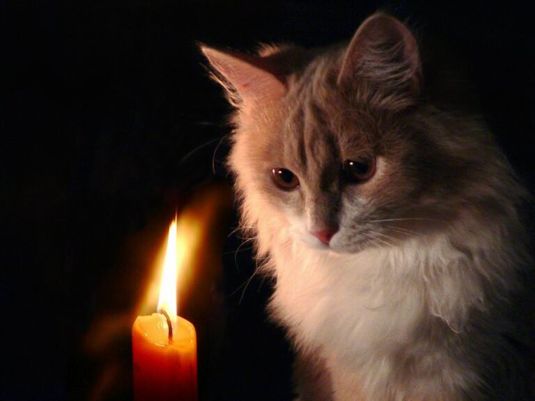 kit