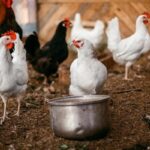 Народне свято 3 січня: 7 головних заборон цього дня