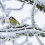 Сніг цієї зими ще буде: коли Україну накриють потужні снігопади