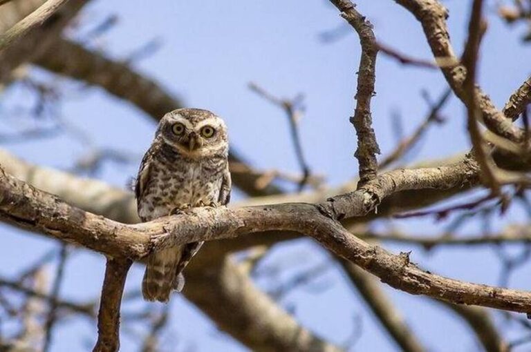 Якою буде погода на Вінниччині у четвер, 30 січня: прогноз