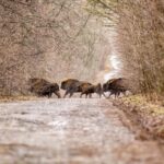 Двох зубрів з Вінниччини переселять у Нацпарк Залісся на Київщині