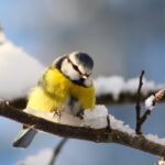 Якою буде погода до кінця зими: коли чекати сильних морозів і снігу
