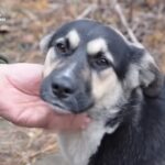 Історія собаки Шаріка, який став надійним помічником українських прикордонників (ВІДЕО)