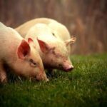 pigs-9928